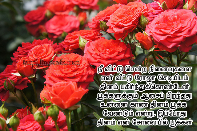 Super Tamil Love Kavithai With Rose Flowers